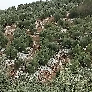  Сasa de vacaciones El Almendro De La Tia Teresa
